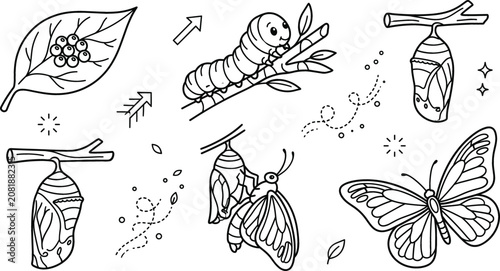 Bild auf Leinwand Butterfly life cycle metamorphosis diagram vector line art set featuring leaf eggs caterpillar chrysalis cocoon hatching insect
