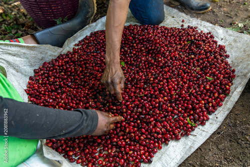 Farm workers carefully sorting a large pile of freshly harvested red coffee cherries, preparing them for processing at a coffee farm in Panama's, chiriqui region - stock photo