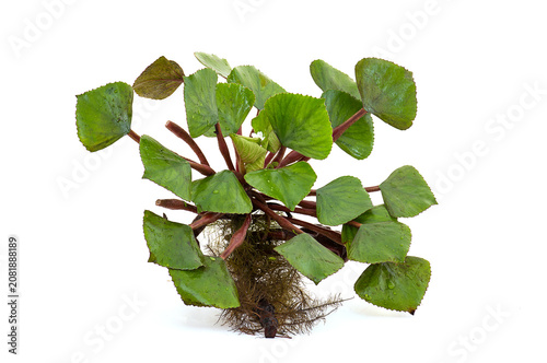 Quadro su tela Water caltrops or Trapa bicornis Osbeck branch green leaves and fruits isolated on white background