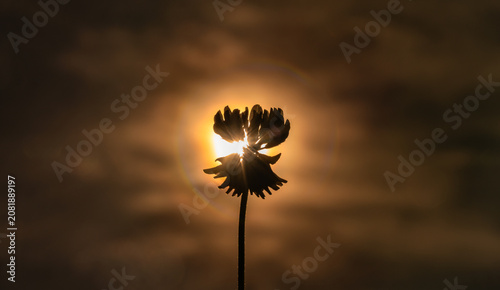Kleeblüte im Gegenlicht