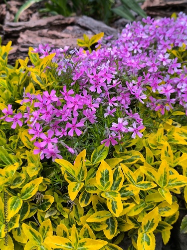 Ornamental plants in the garden, birchbark and phlox with young leaves and flowers