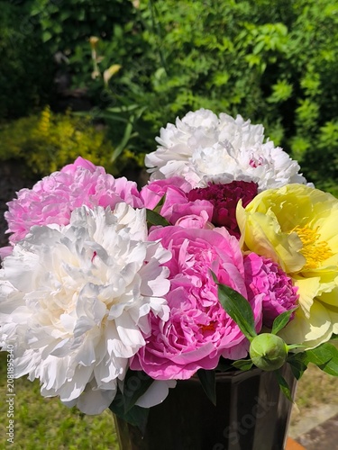 Bouquet for a gift with peony flowers, white, pink, yellow flowers gathered in a bouquet.