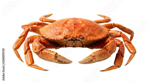 Fotografie Red crab with detailed shell texture on transparent background