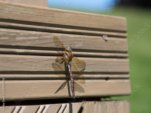 Brown Hawker (Aeshna grandis) Perched on Weathered Timber. Detailed view of Aeshna grandis showing transparent wings and elongated body while basking in the sun.