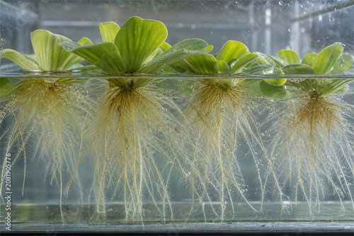 Aquatic plant roots in freshwater habitat
