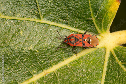 Red & Black Soldier Bug - Spilostethus pandurus