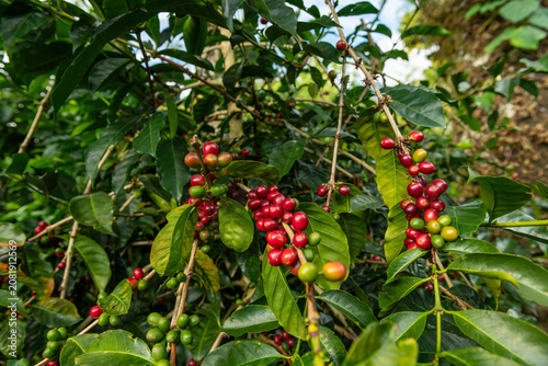 Geisha Coffee plant branches showing red ripe and green unripe coffee cherries growing in a sustainable coffee farm located in Boquete, Chiriqui, Panama - stock photo