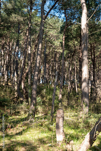 Fotografie Pine forest with tall trees and green underbrush in a natural setting