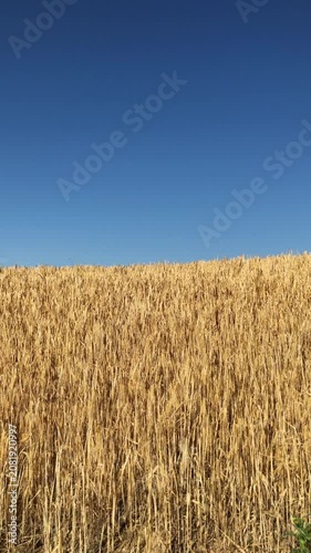 Vertical video of golden wheat field in summer with clear blue sky in the background