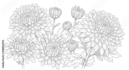 Detailed Hand Drawn Chrysanthemum Flowers Sketch with Fine Line Art for Floral Background Decoration