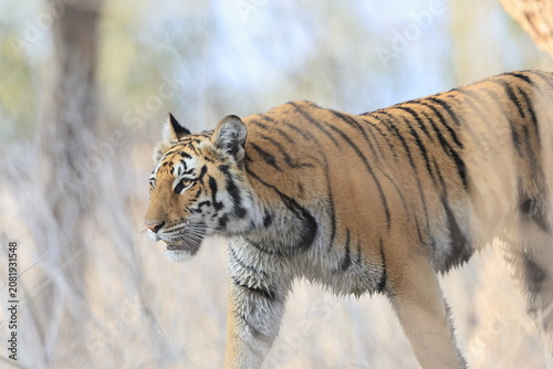 Photography Bengal tiger is a population of the Panthera tigris tigris subspecies