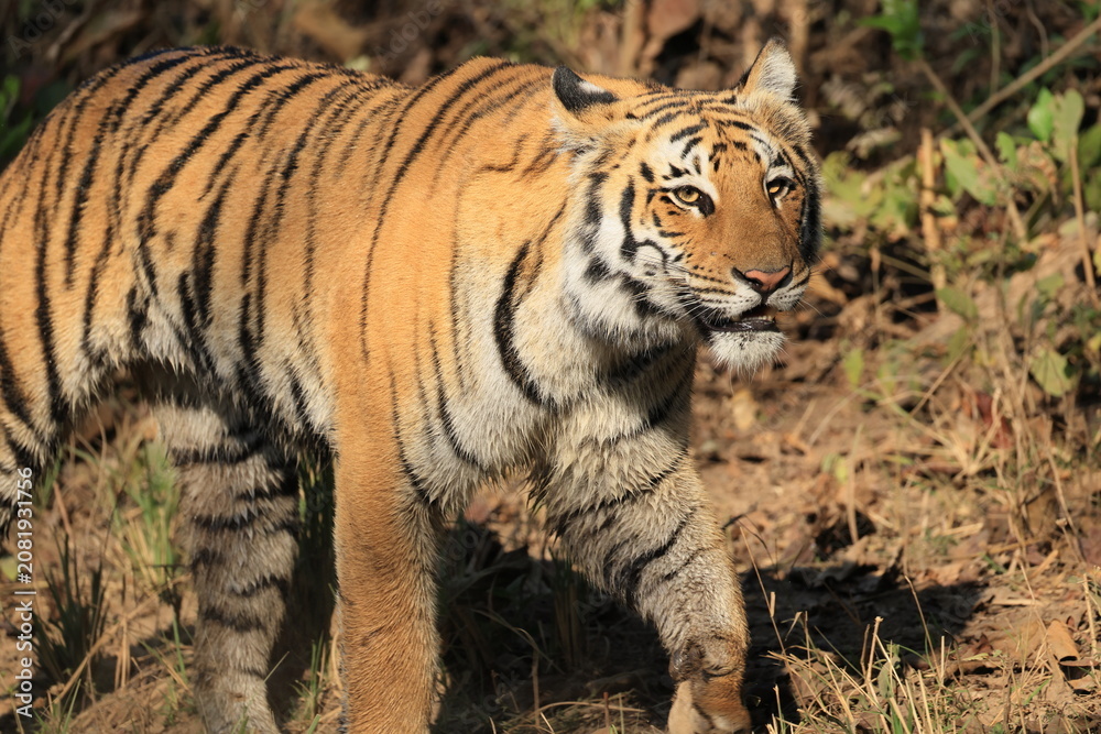 Obraz premium Bengal tiger is a population of the Panthera tigris tigris subspecies. It ranks among the largest of wild cats. It is distributed from India, southern Nepal, Bangladesh, Bhutan to Southwestern China.