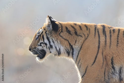 Canvas Print Bengal tiger is a population of the Panthera tigris tigris subspecies