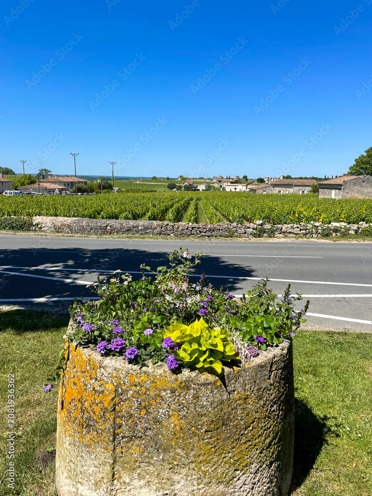 Fototapeta premium Flower Planter Beside Saint Emilion Vineyards in Sunny Bordeaux Wine Country France