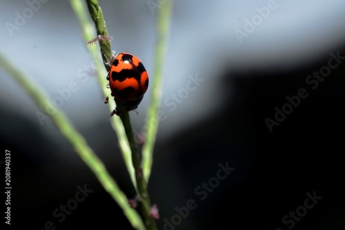 Macro shot of a red and black ladybug climbing a blade of grass