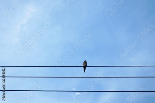 Low angle view of a small wild bird perched on an electric power line