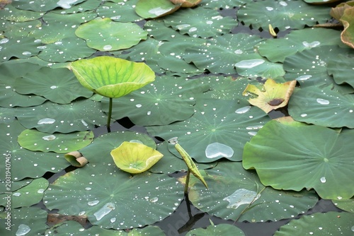 Green lotus leaves with water droplets floating on a pond