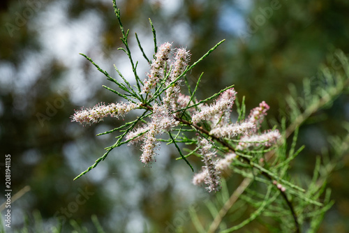 Tamarix tetrandra or Four Stamen Tamarisk with delicate pinkish-white flower clusters adorning slender green stems, set against   blurred background