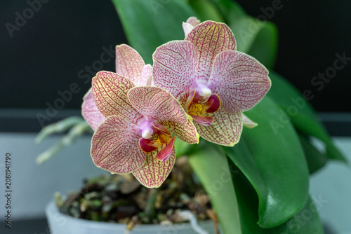 Close-up of elegant  orchid Phalaenopsis known as Moth Orchid or Phal with intricate purple-pink patterns on white petals, against dark background