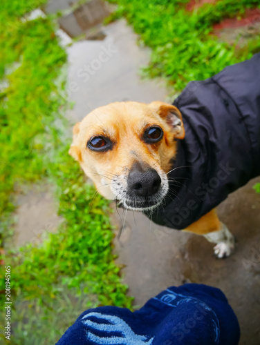 Small dog in jacket looking at camera. Close up portrait of cute pet on walk during rainy day. Loyalty and friendship between animal and owner outdoor. Domestic canine companion nature.