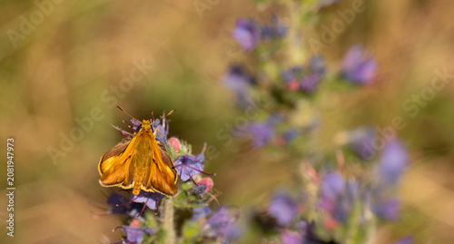 Bild auf Leinwand Macro photograph of a vibrant golden-orange skipper butterfly (Hesperiidae) perched on a blooming purple viper's bugloss flower (Echium vulgare) in a sunny summer meadow