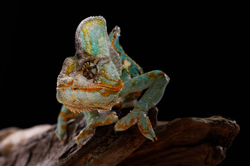 A colorful chameleon rests on a branch while displaying textured skin and vivid colors. Macro wildlife photography captures natural reptile details.