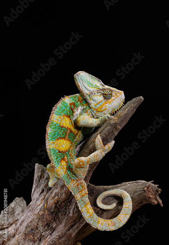 Fotografie A colorful chameleon rests calmly while displaying vivid scales and curled tail