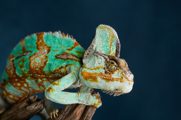 Close portrait reveals textured scales and expressive eye of a colorful chameleon. Macro photography highlights reptile features and exotic appearance.