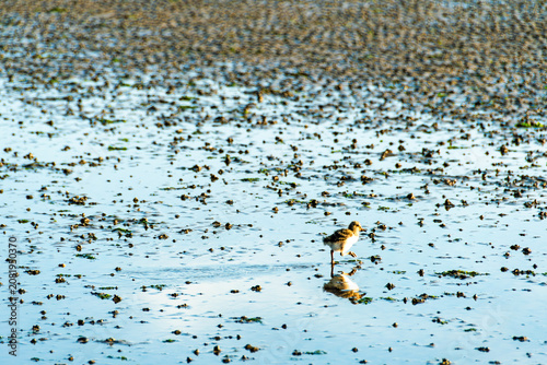 Obraz na plátně A juvenile oystercatcher chick standing alone on a shallow tidal flat during low tide, highlighting the fragile coastal ecosystem and natural wildlife habitat
