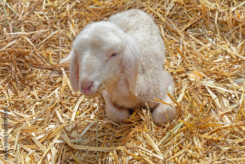Canvastavla One Small Young Lamb Laying Down in Straw at Sheep Farm