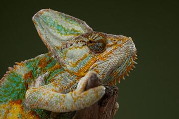 A colorful chameleon rests while showing detailed skin and calm expression. Macro photography highlights reptile textures and camouflage.