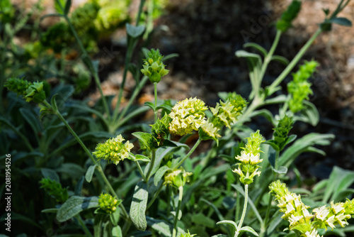 one of the many plants in bloom that can be viewed at the Albuquerque Botanical Gardens in New Mexico
