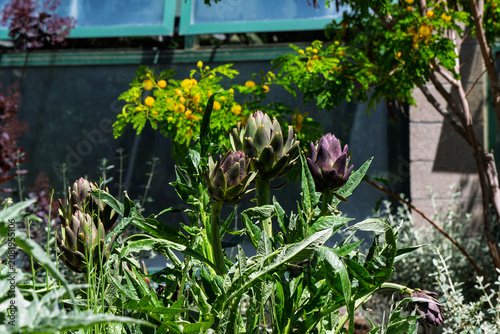 one of the many plants in bloom that can be viewed at the Albuquerque Botanical Gardens in New Mexico