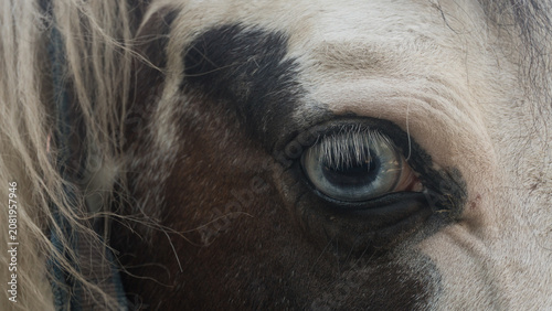 Foto Close up of a horse blue eye