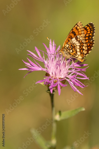 Φωτογραφία Vertical macro shot of a beautiful orange fritillary butterfly (Melitaea) with patterned wings perched on a pinkish-purple knapweed wildflower in a sunny summer meadow
