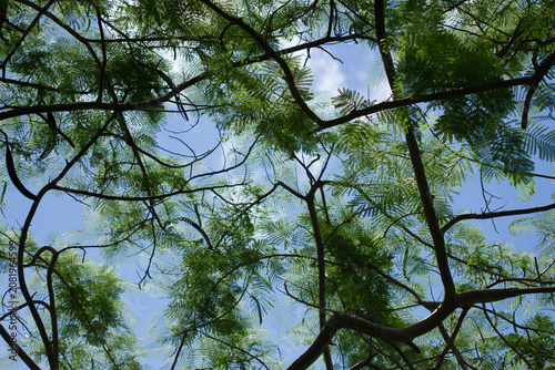 The branches of the trees and the sky.