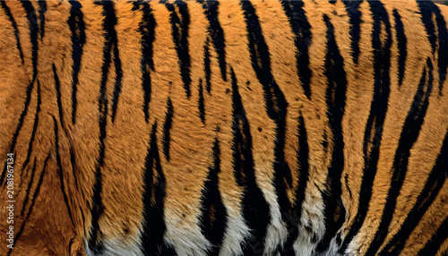 Foto Vector of seamless pattern vibrant tiger fur texture, showcasing the iconic black stripes against a rich orange background, perfect for wildlife-themed backgrounds and designs