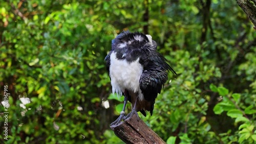 The Straw-necked Ibis, Threskiornis spinicollis is a bird of the ibis and spoonbill family Threskiornithidae. 