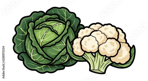 Cabbage and Cauliflower Vegetable Illustration