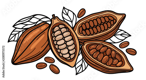 Cocoa Pods with Beans Inside