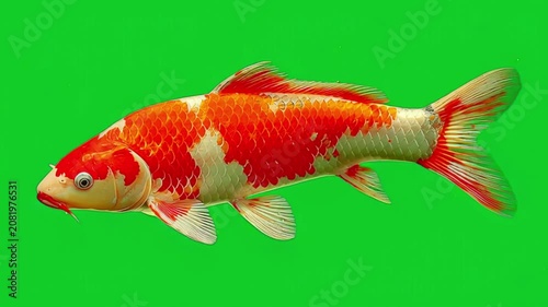 Orange and white koi fish swimming isolated on a vibrant green screen background for compositing