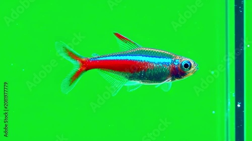 Neon tetra fish swimming isolated on a vibrant green screen background for chroma key compositing