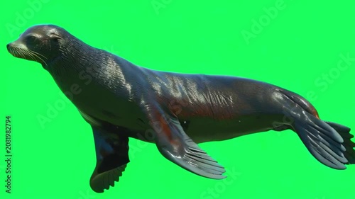 Side view of a brown sea lion standing on a bright green screen chroma key background for easy isolation