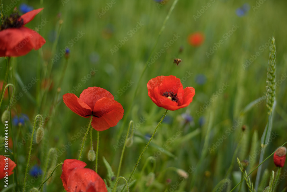 Fototapeta premium Red Poppies Blooming in Green Wheat Field at Sunset