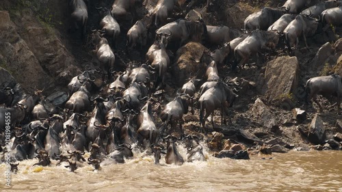 Wildebeest crossing Mara River on annual great migration
