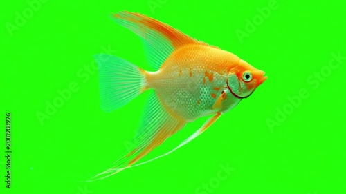 Orange angelfish swimming isolated on a bright green screen background for professional video compositing
