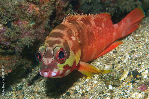 Blacktip grouper resting on coral reef, Raja Ampat, Indonesia