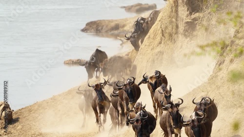 Wildebeest crossing Mara River on annual great migration