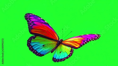 Vibrant multicolored butterfly flying against a solid green green screen background for easy chroma key compositing