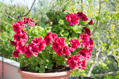 Blooming Red Pelargonium (Pelargonium) Flowers in a Flower Pot on a Sunny Mediterranean Terrace
